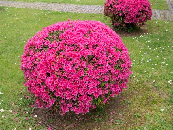 Cost of Rhododendron Pruning in Puyallup