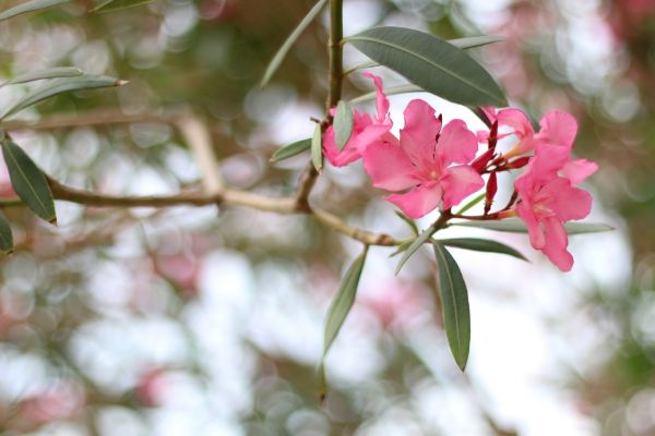 Cost of Oleander Removal in Puyallup
