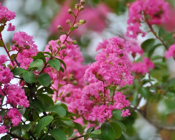 Cost of Crepe Myrtle Removal in Puyallup
