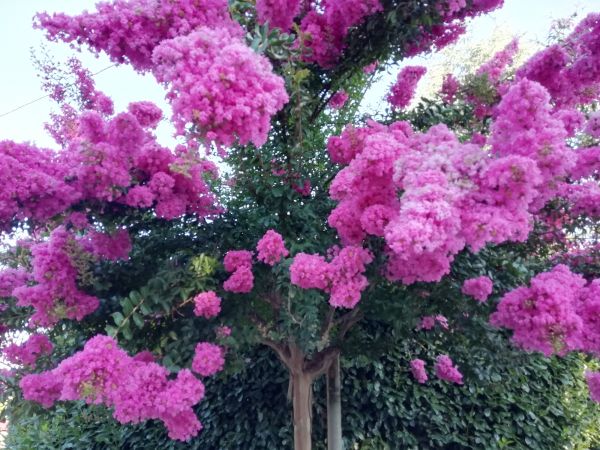 Cost of Crape Myrtle Pruning in Puyallup