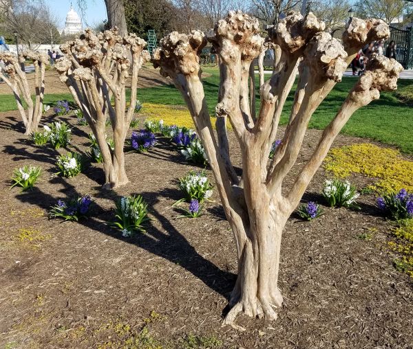 Cost of Myrtle Tree Removal in Puyallup