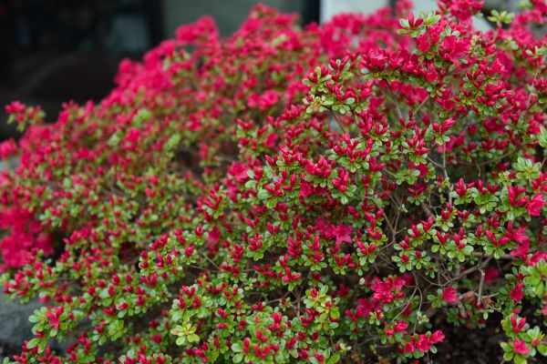 Cost of Weigela Removal Service in Puyallup