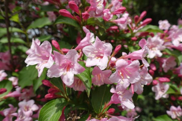 Cost of Weigela Pruning Service in Puyallup
