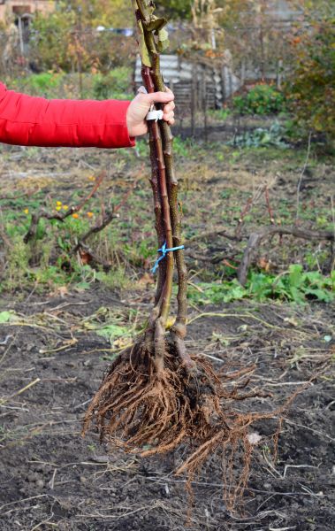 Cost of Shrub Root Removal in Puyallup