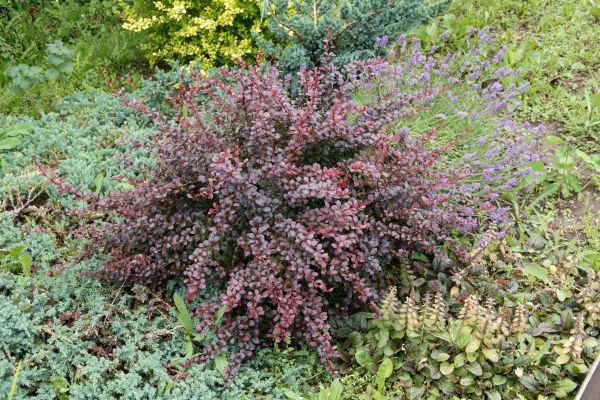 Cost of Japanese Barberry Removal in Puyallup