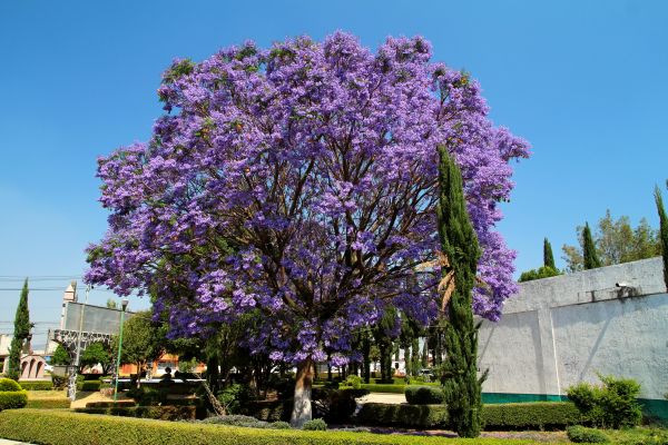 Cost of Jacaranda Pruning in Puyallup