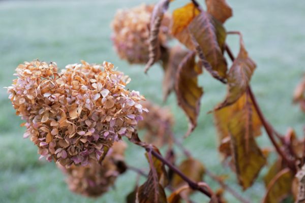 Cost of Hydrangea Removal in Puyallup