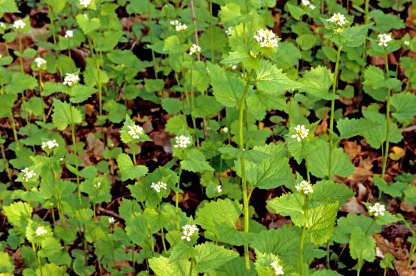 Cost of Garlic Mustard Removal in Puyallup