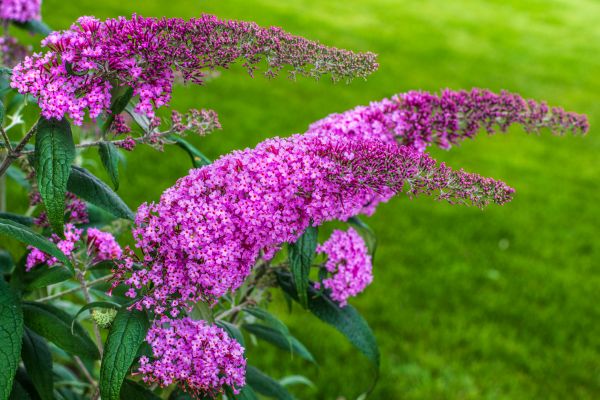 Cost of Butterfly Bush Removal in Puyallup