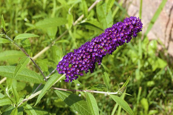 Butterfly Bush Pruning in Puyallup