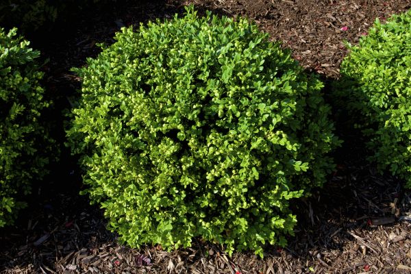 Cost of Boxwood Removal in Puyallup