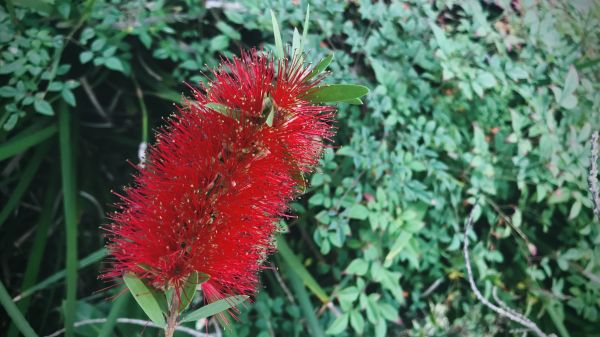 Cost of Bottlebrush Pruning in Puyallup