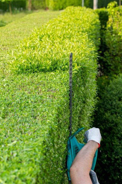 Hedge Trimming in Puyallup